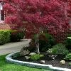 Ribbon Leaf Japanese Maple (Acer Palmatum 'Atrolineare') - 3 Gallon Pot