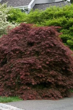 Crimson Queen Dwarf Japanese Maple - 2 Gallon Pot -Shrub Plant Shop acer palmatum dissectum crimson queen low graft shrub form 1 1