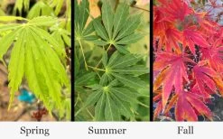 Fascination Japanese Maple - 3 Gallon Pot -Shrub Plant Shop acer palmatum fascination japanese maple foliage colors 15