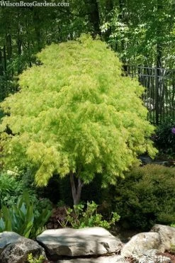 Fascination Japanese Maple - 3 Gallon Pot -Shrub Plant Shop acer palmatum fascination japanese maple foliage colors 8