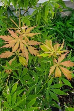 Fascination Japanese Maple - 3 Gallon Pot -Shrub Plant Shop acer palmatum fascination japanese maple summer color 1