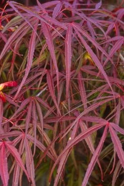Ribbon Leaf Japanese Maple (Acer Palmatum 'Atrolineare') - 3 Gallon Pot -Shrub Plant Shop acer palmatum filifera purpurea 5