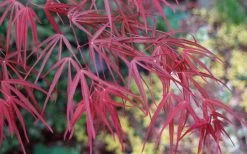 Ribbon Leaf Japanese Maple (Acer Palmatum 'Atrolineare') - 3 Gallon Pot -Shrub Plant Shop acer palmatum filifera purpurea 6