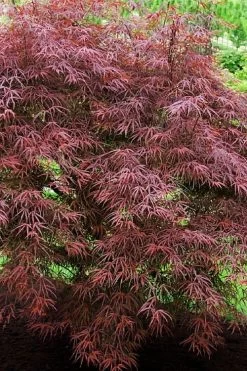 Ribbon Leaf Japanese Maple (Acer Palmatum 'Atrolineare') - 3 Gallon Pot -Shrub Plant Shop acer palmatum filifera purpurea 7
