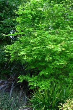 Hogyoku Japanese Maple - 1 Gallon Pot 11 Hogyoku Japanese Maple - 1 Gallon Pot -Shrub Plant Shop acer palmatum hogyoku japanese maple 2