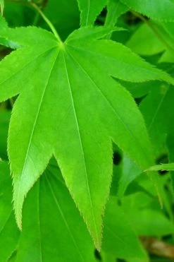 Hogyoku Japanese Maple - 1 Gallon Pot 13 Hogyoku Japanese Maple - 1 Gallon Pot -Shrub Plant Shop acer palmatum hogyoku japanese maple 4