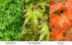 Hogyoku Japanese Maple - 3 Gallon Pot -Shrub Plant Shop acer palmatum hogyoku japanese maple 6 1