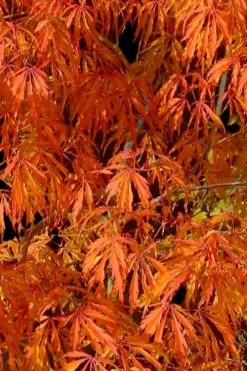 Jeddeloh Orange Japanese Maple - 1 Gallon Pot -Shrub Plant Shop acer palmatum jeddeloh orange japanese maple 1