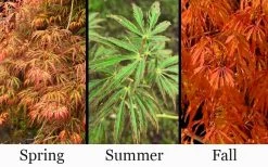 Jeddeloh Orange Japanese Maple - 1 Gallon Pot -Shrub Plant Shop acer palmatum jeddeloh orange japanese maple 3