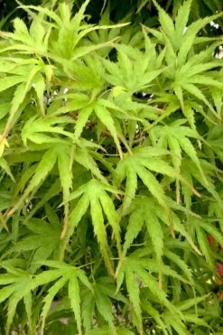 Eagle's Claw Japanese Maple - (Acer Palmatum 'Kamagata') - 5 Gallon Pot 10 Eagle's Claw Japanese Maple - (Acer Palmatum 'Kamagata') - 5 Gallon Pot -Shrub Plant Shop acer palmatum kamagata eagles claw japanese maple 3