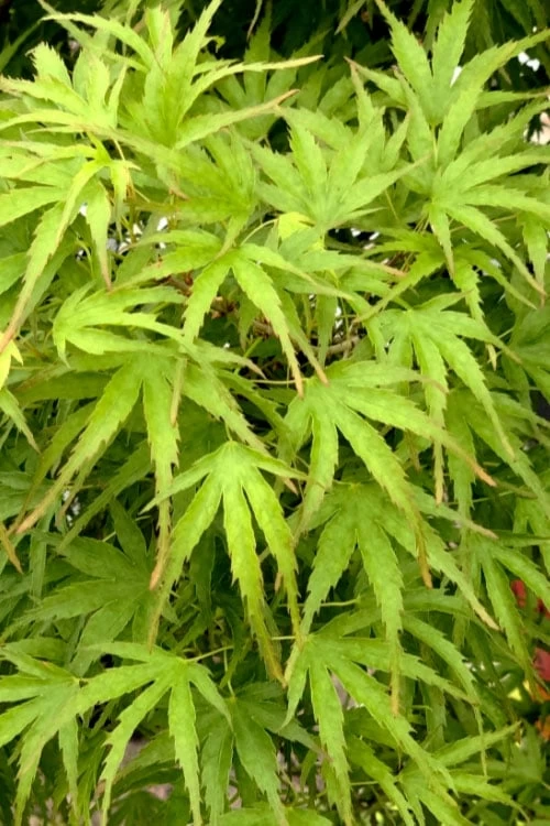 Eagle's Claw Japanese Maple - (Acer Palmatum 'Kamagata') - 5 Gallon Pot 5 Eagle's Claw Japanese Maple - (Acer Palmatum 'Kamagata') - 5 Gallon Pot - Image 5