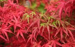 Eagle's Claw Japanese Maple - (Acer Palmatum 'Kamagata') - 5 Gallon Pot 11 Eagle's Claw Japanese Maple - (Acer Palmatum 'Kamagata') - 5 Gallon Pot -Shrub Plant Shop acer palmatum kamagata eagles claw japanese maple 4