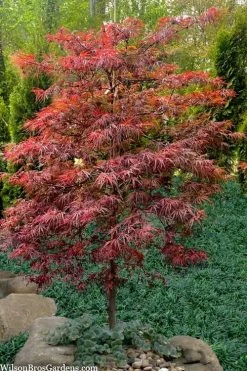 Lionheart Japanese Maple - 5 Gallon Pot -Shrub Plant Shop acer palmatum lion heart japanese maple 7
