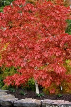 Lionheart Japanese Maple - 5 Gallon Pot -Shrub Plant Shop acer palmatum lion heart japanese maple 8