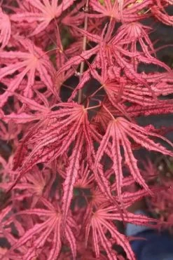 Crescent Moon Japanese Maple (Acer Palmatum 'Mikazuki') - 1 Gallon Pot -Shrub Plant Shop acer palmatum mikazuki japanese maple 2