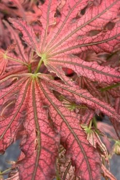 Crescent Moon Japanese Maple (Acer Palmatum 'Mikazuki') - 1 Gallon Pot -Shrub Plant Shop acer palmatum mikazuki japanese maple 3
