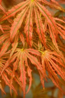 Crescent Moon Japanese Maple (Acer Palmatum 'Mikazuki') - 1 Gallon Pot -Shrub Plant Shop acer palmatum mikazuki japanese maple 4