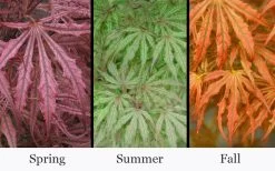 Crescent Moon Japanese Maple (Acer Palmatum 'Mikazuki') - 1 Gallon Pot -Shrub Plant Shop acer palmatum mikazuki japanese maple 5