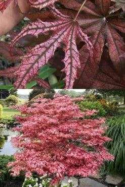 Crescent Moon Japanese Maple (Acer Palmatum 'Mikazuki') - 1 Gallon Pot -Shrub Plant Shop acer palmatum mikazuki japanese maple 8