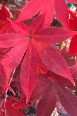 Omato Japanese Maple - 2 Gallon Pot -Shrub Plant Shop acer palmatum omato japanese maple 1