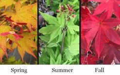 Omato Japanese Maple - 2 Gallon Pot -Shrub Plant Shop acer palmatum omato japanese maple 10