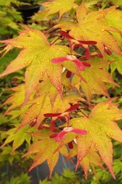 Omato Japanese Maple - 2 Gallon Pot -Shrub Plant Shop acer palmatum omato japanese maple 11