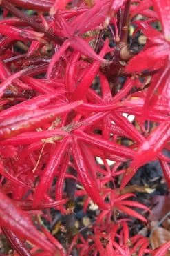 Peve's Starfish Japanese Maple - 3 Gallon Pot -Shrub Plant Shop acer palmatum peves starfish japanese maple 1