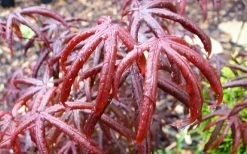 Peve's Starfish Japanese Maple - 3 Gallon Pot -Shrub Plant Shop acer palmatum peves starfish japanese maple 10