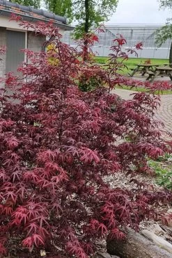 Peve's Starfish Japanese Maple - 3 Gallon Pot -Shrub Plant Shop acer palmatum peves starfish japanese maple 12
