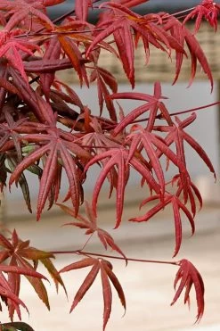 Peve's Starfish Japanese Maple - 3 Gallon Pot -Shrub Plant Shop acer palmatum peves starfish japanese maple 13