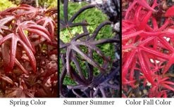 Peve's Starfish Japanese Maple - 3 Gallon Pot -Shrub Plant Shop acer palmatum peves starfish japanese maple 2