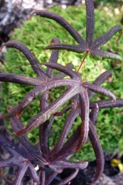 Peve's Starfish Japanese Maple - 3 Gallon Pot -Shrub Plant Shop acer palmatum peves starfish japanese maple 3