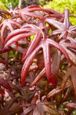 Peve's Starfish Japanese Maple - 3 Gallon Pot -Shrub Plant Shop acer palmatum peves starfish japanese maple 4