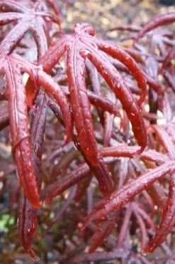Peve's Starfish Japanese Maple - 3 Gallon Pot -Shrub Plant Shop acer palmatum peves starfish japanese maple 9