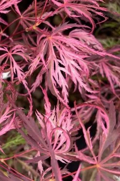 Pink Ballerina Japanese Maple - 1 Gallon Pot -Shrub Plant Shop acer palmatum pink ballerina 3