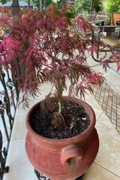 Pink Ballerina Japanese Maple - 1 Gallon Pot -Shrub Plant Shop acer palmatum pink ballerina japanese maple 4