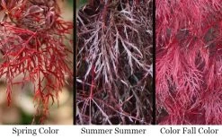 Red Filigree Lace Weeping Japanese Maple - 3 Gallon Pot -Shrub Plant Shop acer palmatum red filigree japanese maple 7