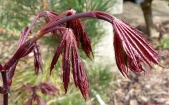 Trompenburg Japanese Maple - 5 Gallon Pot 16 Trompenburg Japanese Maple - 5 Gallon Pot -Shrub Plant Shop acer palmatum shirasawanum trompenburg japanese maple 1