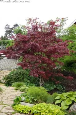 Trompenburg Japanese Maple - 5 Gallon Pot 14 Trompenburg Japanese Maple - 5 Gallon Pot -Shrub Plant Shop acer palmatum shirasawanum trompenburg japanese maple 10