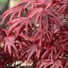 Trompenburg Japanese Maple - 5 Gallon Pot
