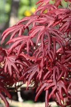 Trompenburg Japanese Maple - 5 Gallon Pot
