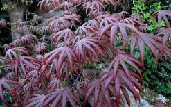 Trompenburg Japanese Maple - 5 Gallon Pot 19 Trompenburg Japanese Maple - 5 Gallon Pot -Shrub Plant Shop acer palmatum shirasawanum trompenburg japanese maple 2