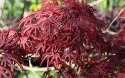 Trompenburg Japanese Maple - 5 Gallon Pot 20 Trompenburg Japanese Maple - 5 Gallon Pot -Shrub Plant Shop acer palmatum shirasawanum trompenburg japanese maple 8