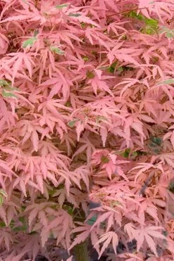 Taylor Pink Japanese Maple - 1 Gallon Pot -Shrub Plant Shop acer palmatum taylors pink japanese maple 7