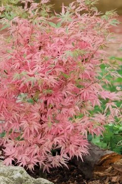 Taylor Pink Japanese Maple - 1 Gallon Pot -Shrub Plant Shop acer palmatum taylors pink japanese maple 8