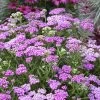 Firefly Amethyst Yarrow (Achillea) - 1 Gallon Pot