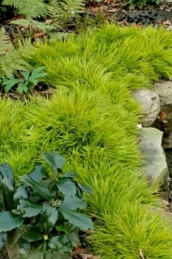 Dwarf Golden Sweet Flag - Acorus Gramineus 'Minimus Aureus' - 10 Pack Of Pint Pots -Shrub Plant Shop acorus gramineus minnimus aurea dwarf golden sweet flag 101