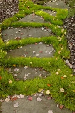 Dwarf Golden Sweet Flag - Acorus Gramineus 'Minimus Aureus' - 10 Pack Of Pint Pots -Shrub Plant Shop acorus gramineus minnimus aurea dwarf golden sweet flag 106