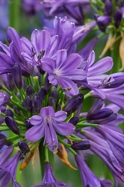 Purple Delight Agapanthus (Lily Of The Nile) - 2 Gallon Pot -Shrub Plant Shop agapanthus purple delight 2