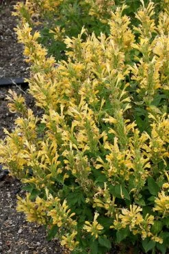 Poquito Butter Yellow Agastache (Hummingbird Mint) - 1 Gallon Pot -Shrub Plant Shop agastache poquito butter yellow hummingbird mint 1 1